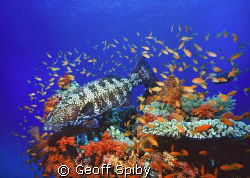 reefscene, Northern Red Sea by Geoff Spiby 